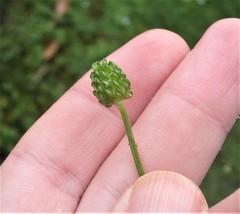 Ranunculus trilobus