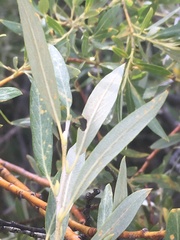 Salix lemmonii