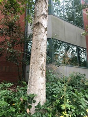 Betula papyrifera