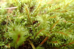 Pohlia longibracteata