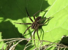 Dolomedes striatus