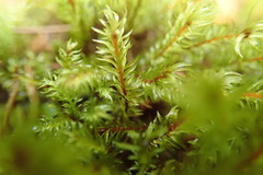 Pohlia longibracteata