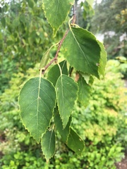 Betula papyrifera