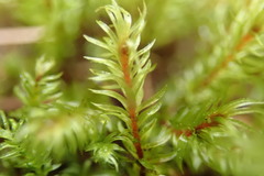 Pohlia longibracteata