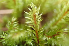 Pohlia longibracteata