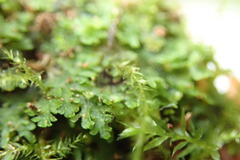 Riccardia chamedryfolia