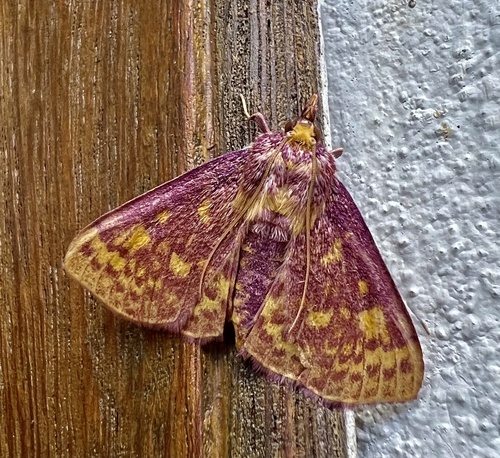 Polygrammodes eaclealis