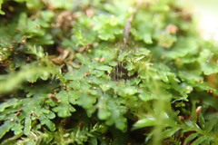 Riccardia chamedryfolia