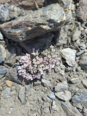 Hormathophylla purpurea, photograph (c) Vasyl Pokynchereda, some rights reserved (CC BY)