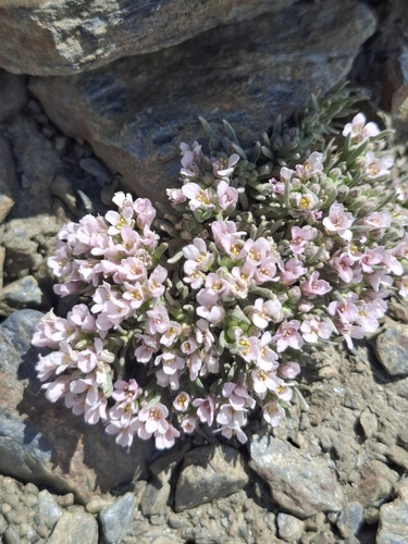 Hormathophylla purpurea, photograph 5