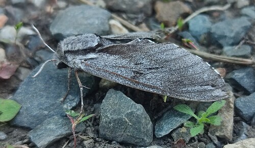 Pine Hawkmoth photo 6