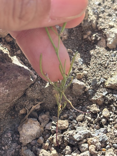 santa cruz island rockcress (Sibara filifolia)