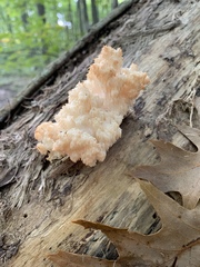 Hericium americanum