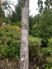 Betula papyrifera