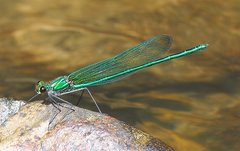 Calopteryx angustipennis