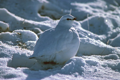 Lagopus muta macruros