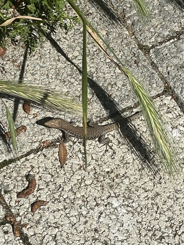 Brauner's Rock Lizard, Приморская улица, Сочи, Краснодарский край, RU, photo 7 of 10