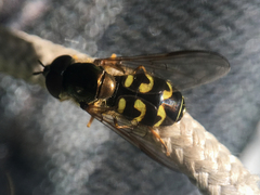 Dasysyrphus intrudens