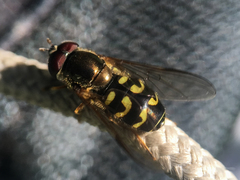 Dasysyrphus intrudens