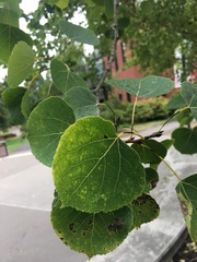 Populus tremuloides