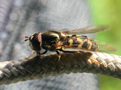 Dasysyrphus intrudens