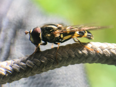Dasysyrphus intrudens