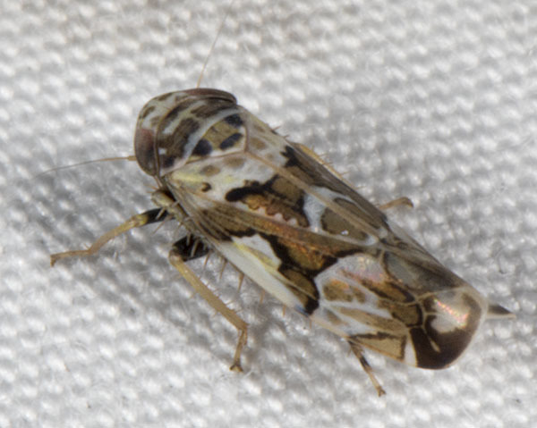 Cruciatanus