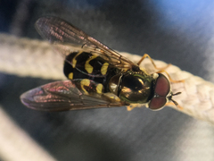 Dasysyrphus intrudens