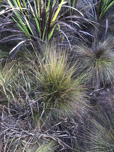 Brown Veldrush (Schoenus brunnescens)