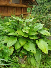 Hosta sieboldiana