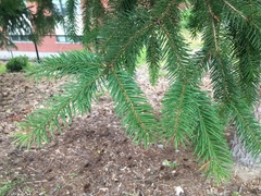 Pseudotsuga menziesii