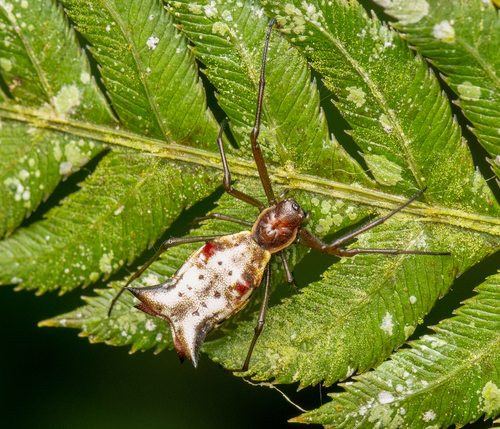 Micrathena nigrichelis