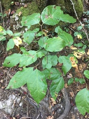 Calycanthus floridus