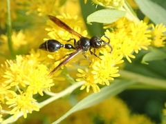 Zethus spinipes spinipes