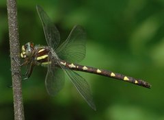 Cordulegaster bilineata