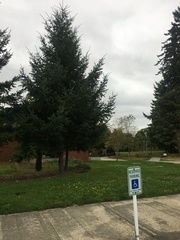 Pseudotsuga menziesii