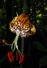 Lilium michauxii