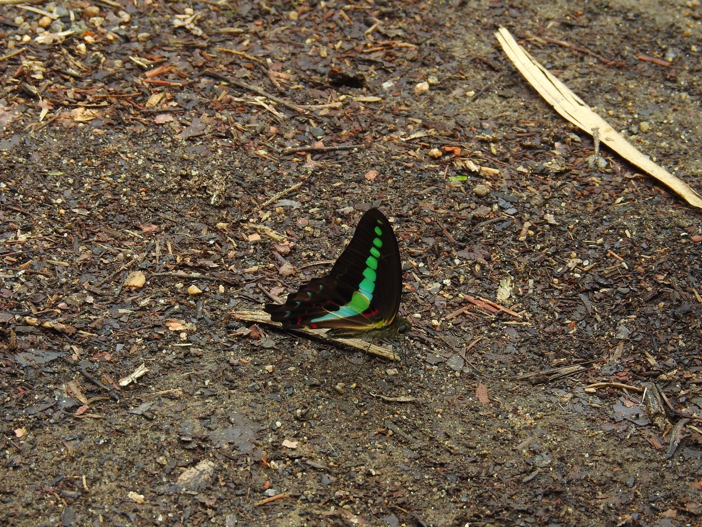 Narrow-Banded Bluebottle