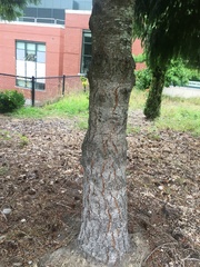 Pseudotsuga menziesii