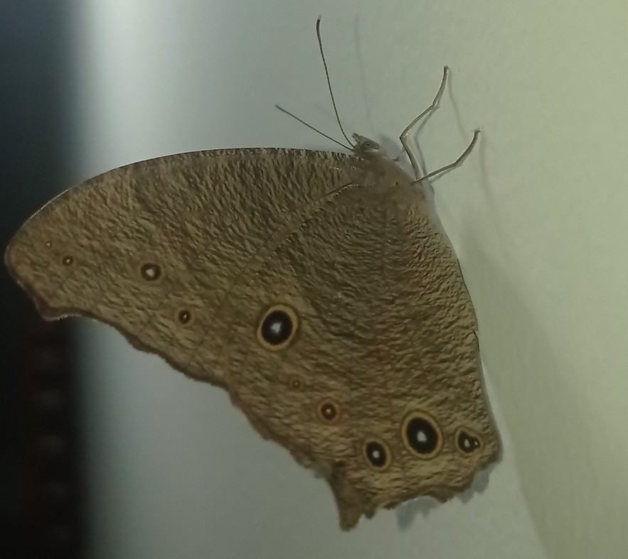 Common Evening Brown