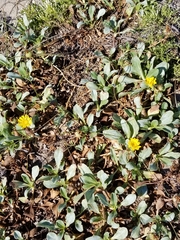 Grindelia stricta platyphylla