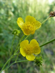 Ranunculus acris acris