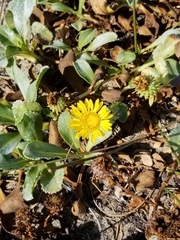 Grindelia stricta platyphylla