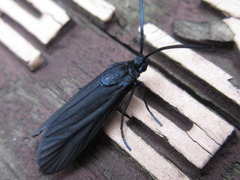 Balataea funeralis