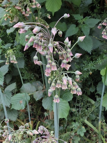 Allium siculum