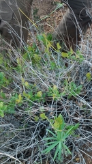 Lavandula rotundifolia