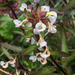 Pedicularis racemosa - Photo (c) Jason Headley,  זכויות יוצרים חלקיות (CC BY-NC)