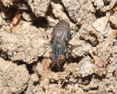 Stictomyia longicornis