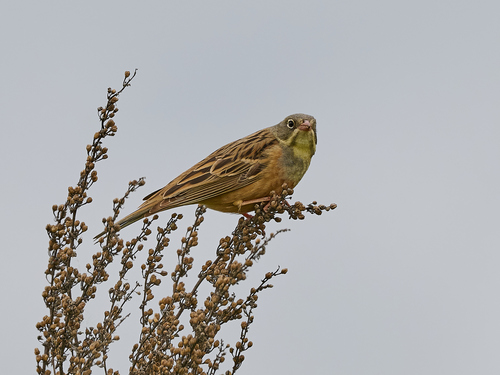 Escribano hortelano (Emberiza hortulana)