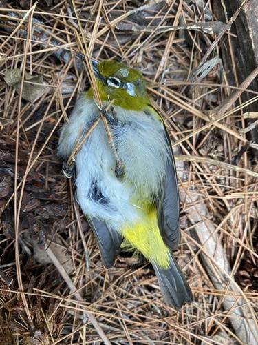 Ashy-bellied White-eye (Zosterops citrinella), photo 7